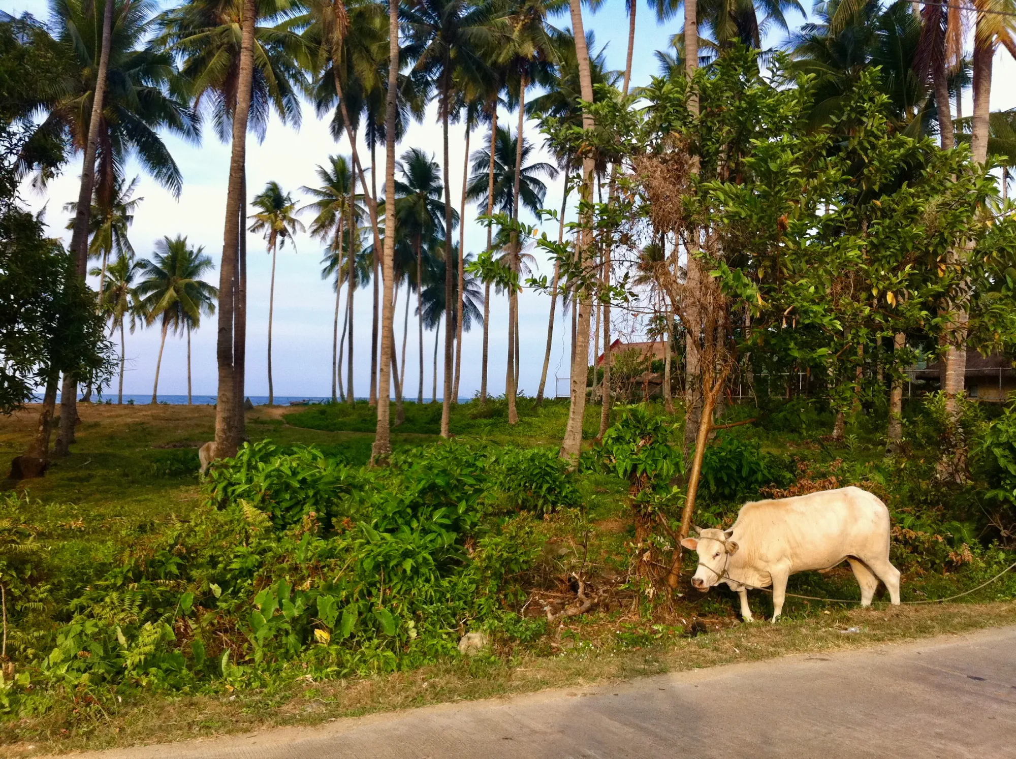 Oxen on the side of the road in Puerto Galera, Philippines