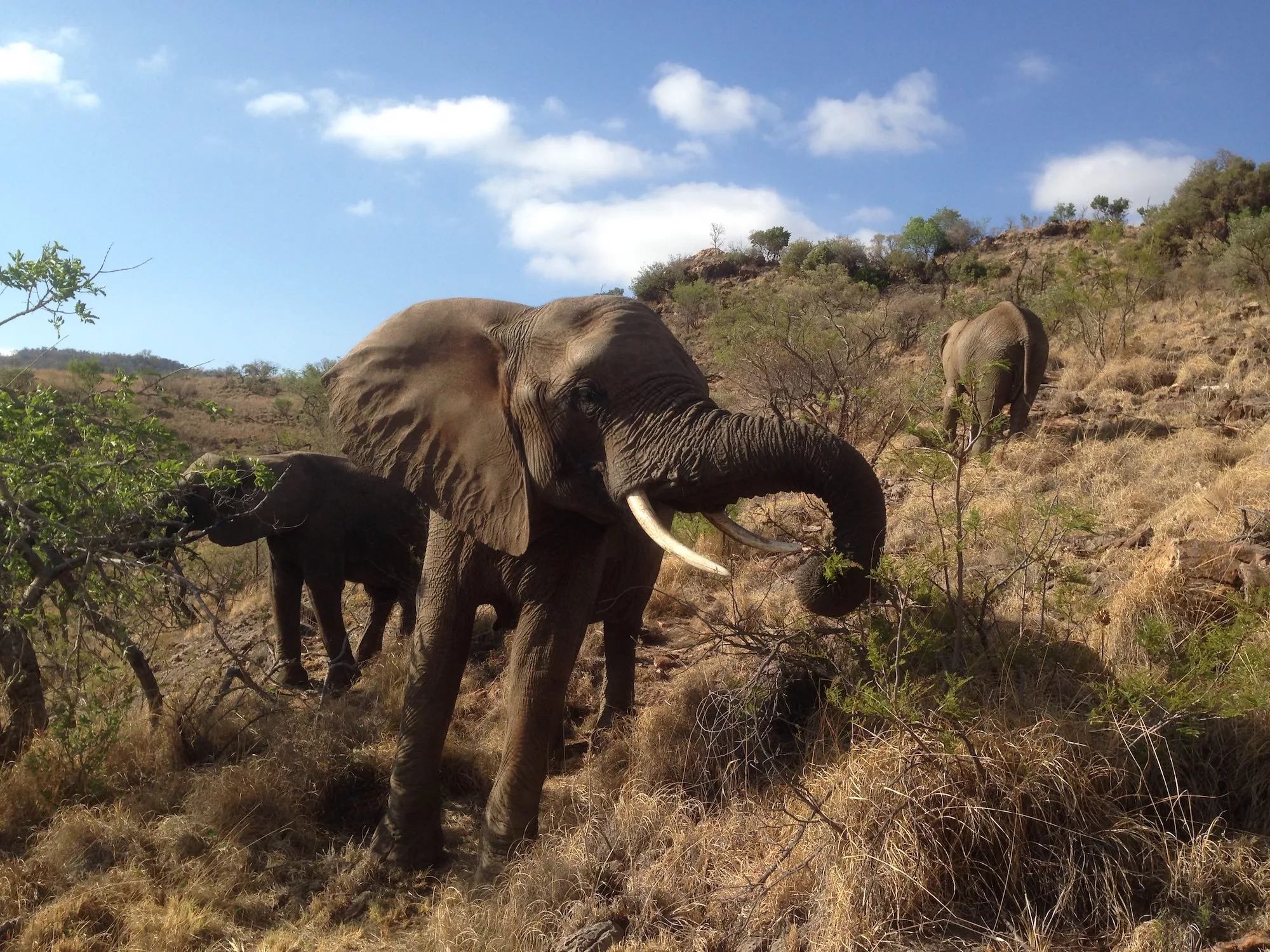 Elephants in South Africa