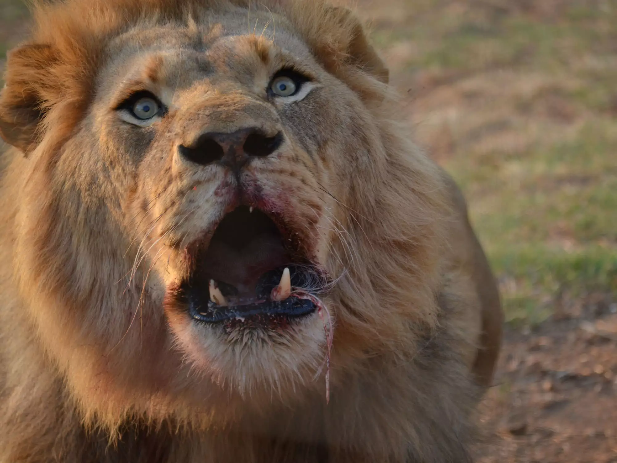 A lion looks on in Hartabeespoort, South Africa