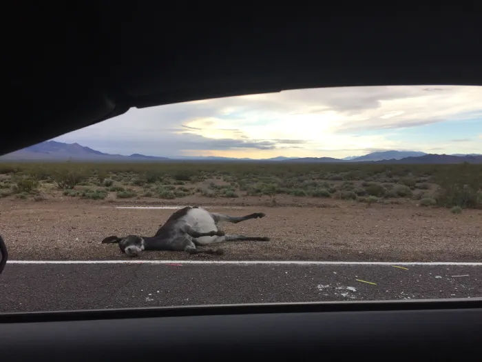 A dead donkey on the side of the road in the Mojave