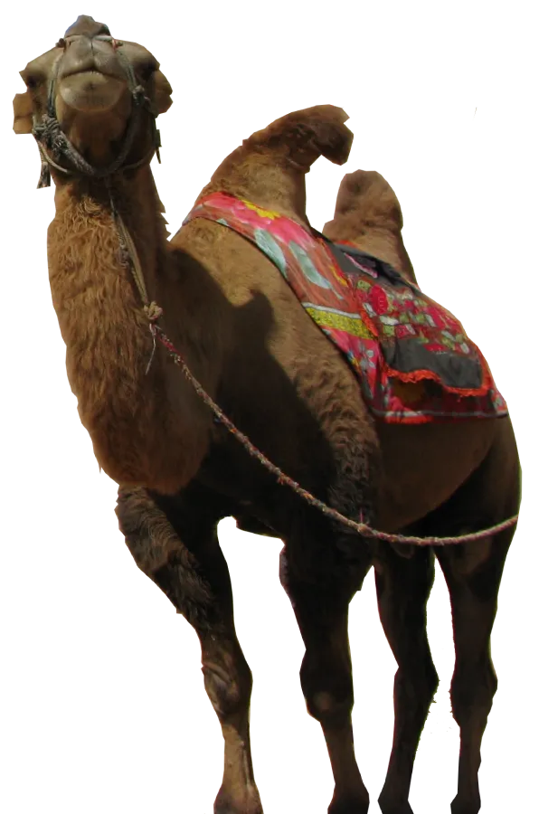 Camel